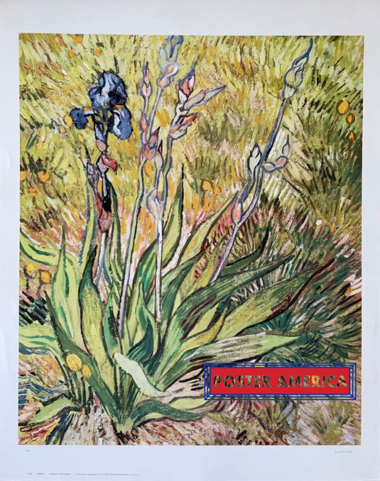 Vincent Van Gogh Irises Vertical Style Fine Art Print 22.5 X 28.4 Poster