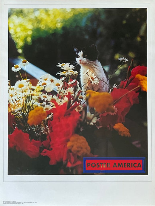 Where Have You Been Vintage Cat Photography Poster 19 X 25 Posters Prints & Visual Artwork