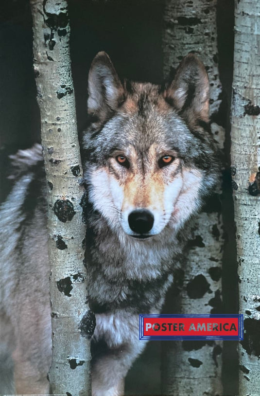 Wolf In The Wild Image By Tim Davis Vintage 1997 Poster 24 X 36 Vintage Poster