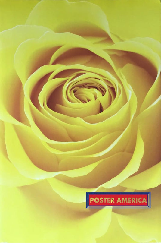 Yellow Rose Poster 24 X 36 Posters Prints & Visual Artwork